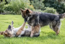 dogs-play-fighting