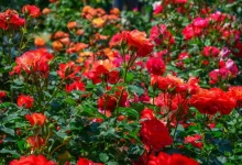 Red Rose Varieties For Your Garden