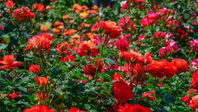 Red Rose Varieties For Your Garden